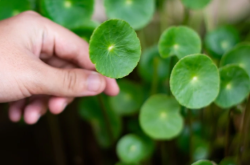 Cica, The Miracle Herb: ¿Por qué todos hablan de Centella Asiatica?