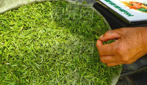 La aplicación del extracto de té verde en el campo de los cosméticos