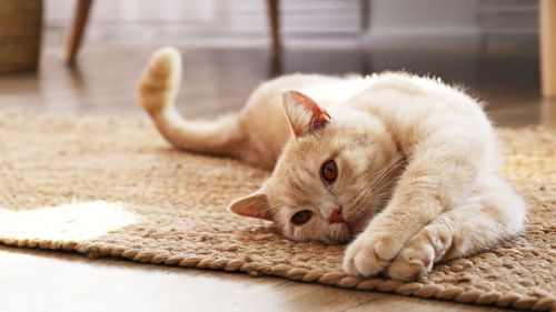 Möchten Sie wissen, ob Ihre Katze Sie liebt? Achten Sie auf diese Zeichen
