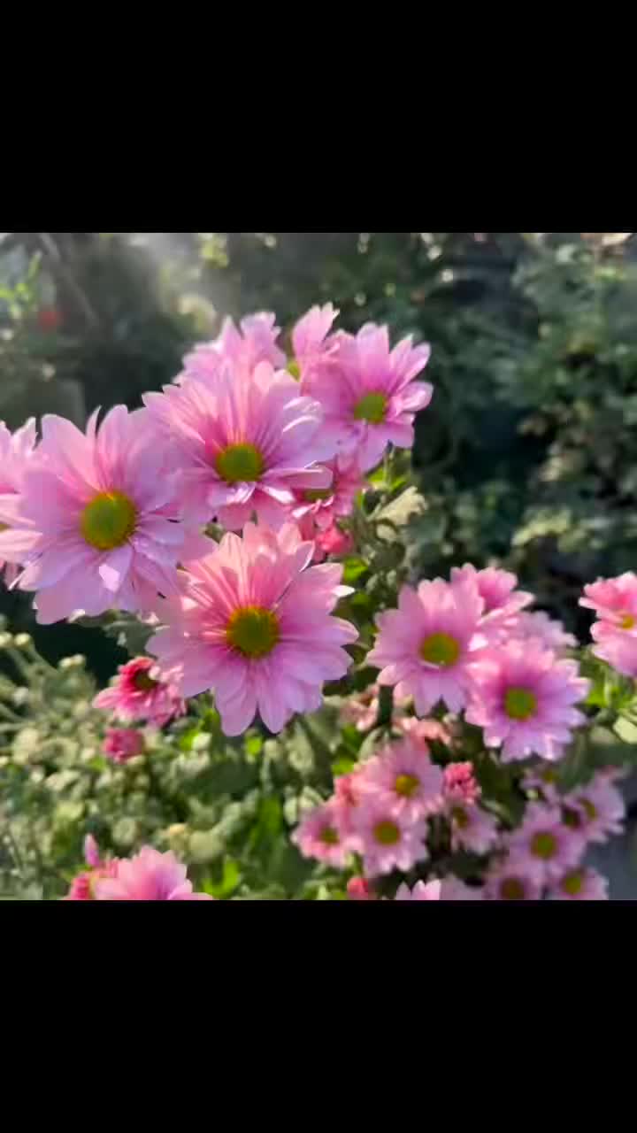 গোলাপী টেডান স্প্রে ক্রাইস্যান্থেমাম