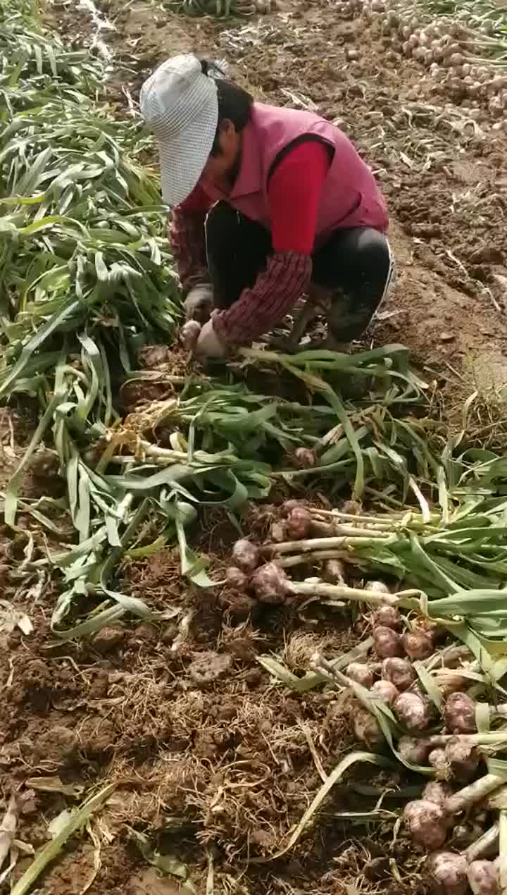 red garlic harvesting