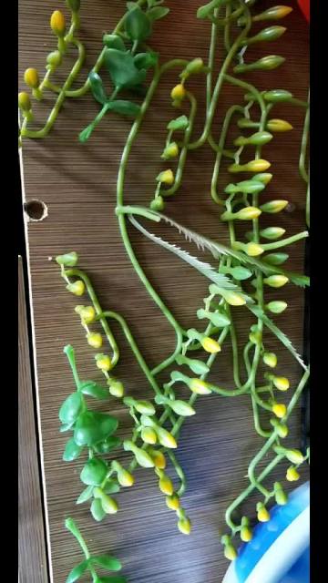 TLD- 980 injection plastique prix artificial plant plants machines artificial flowers making machine1