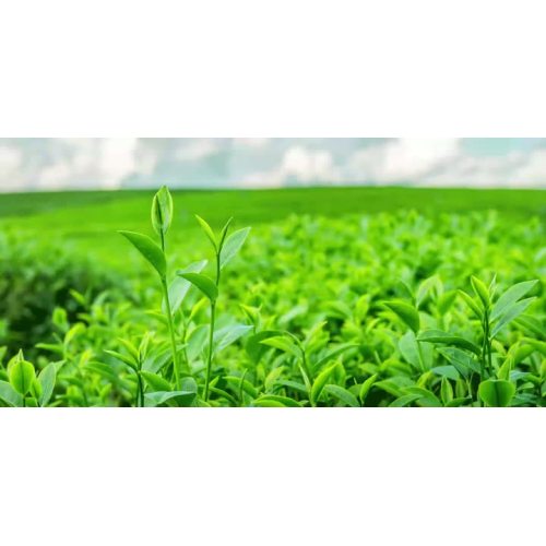 Xi'an Sentian Biotechnology Co., Ltd.