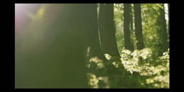 Forest Sky Mirror 2