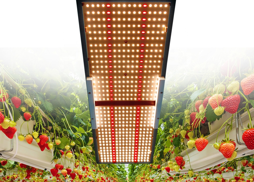 240W LED wachsen Licht