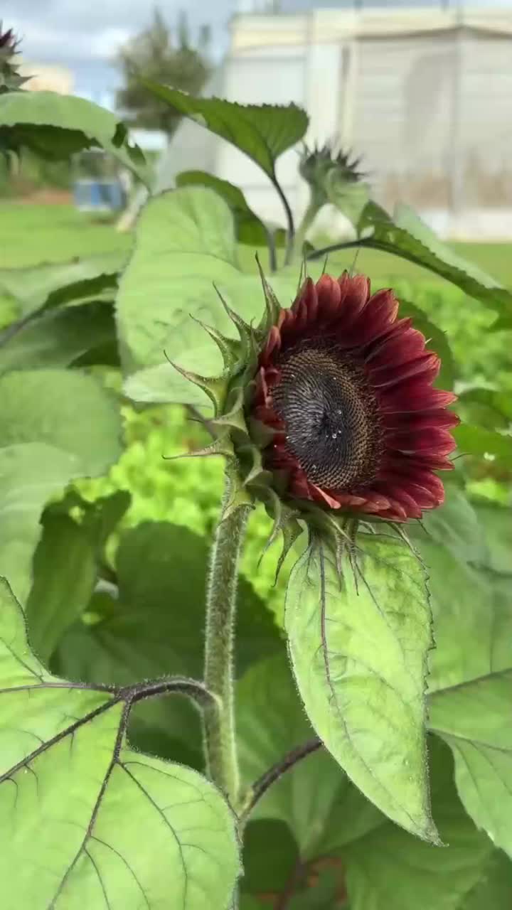 সরাসরি বেস থেকে বাল্ক পাইকারি চকোলেট সূর্যমুখী ফসল