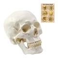 Pure White Life-Size Plastic Anatomical Skull Model FRT019 for Medical Science1