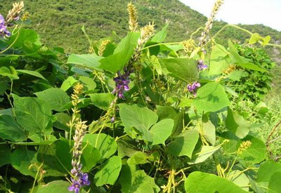 Die Anwendung von Pueraria Montana in der Entwicklung von Gesundheitskostentwicklung