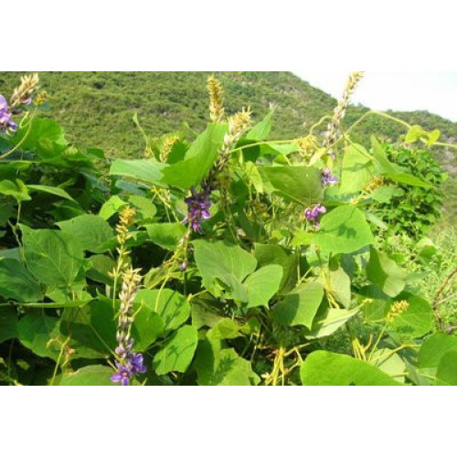 Pueraria Montana의 건강 식품 개발 응용