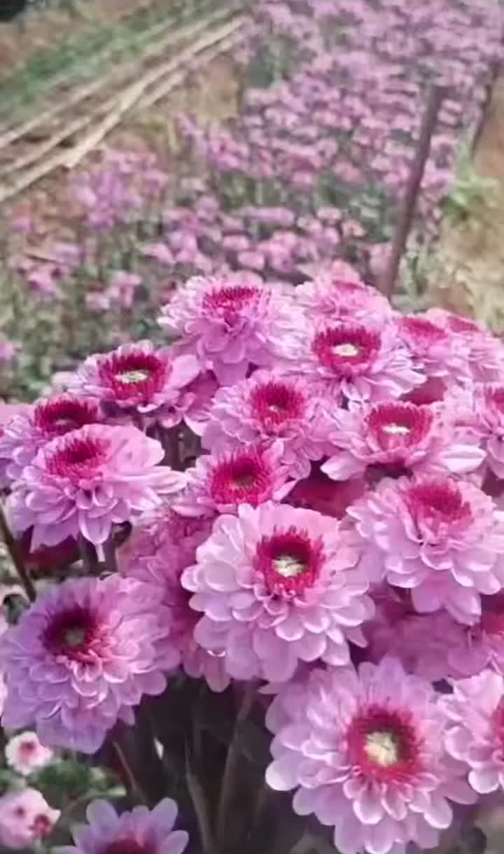ফ্যান ইয়ান স্প্রে ক্রাইস্যান্থেমাম