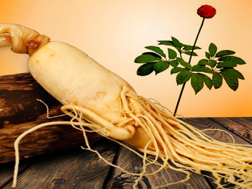 Die Funktionen von Ginseng Extract