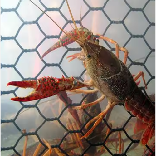PVC Hexagonal Nets Revolutionize Fishing and Lobster Trapping in South America