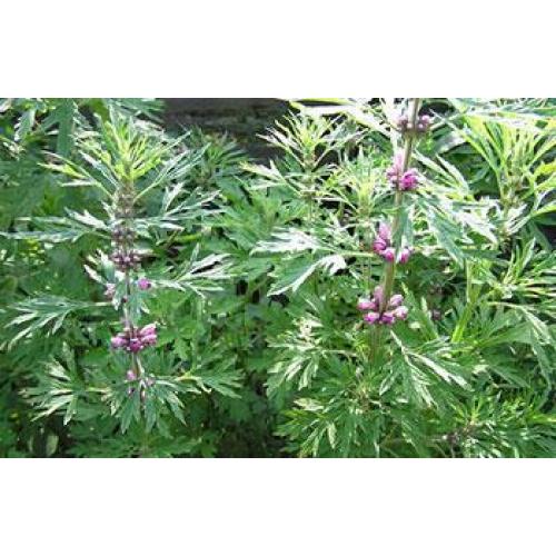 Четыре наиболее влиятельные преимущества Motherwort