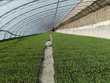 Single Greenhouse For Seedling Raising