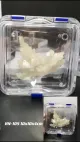 Guarda Optics Lab Membrane Plastic Transparent Dente Box