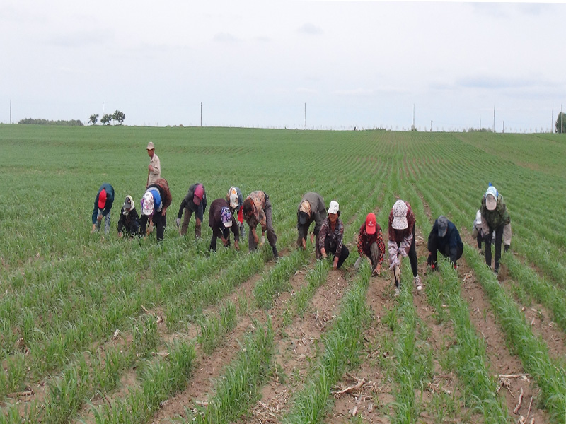 Zhaoyuan Erzhan Town Shuguang Village Loujiazhai Grain Plantion Professional Cooperative