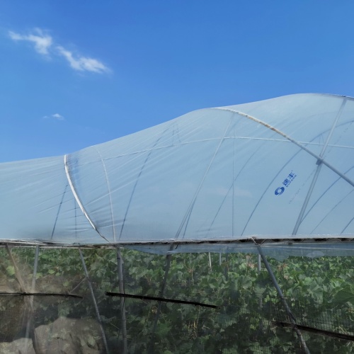Üst Düzey Sera Filmlerine Odaklanarak Orta Doğu Korumalı Tarımı Güçlendiriyor Jiangsu Zhixin Plastik Teknolojisi, Körfez Pazarlarına Profesyonel Membran Çözümleri Sunuyor