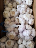 Normal white garlic 2019 Jinxiang