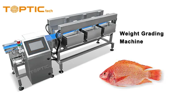 Customized Weight Grading Machine Sorting Machinery Grader Sorter Classifier for Fish Shrimp Lobster Seafood with Mettler Toledo Load Cell and Good price1