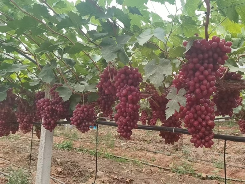 Grape planting base