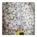 High Polished White Rock River Pebbles for Outdoor Garden Flooring and Landscaping1