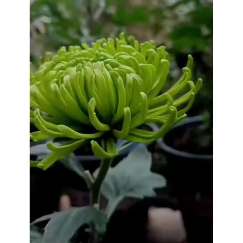 رش آنا الخضراء بالأقحوان