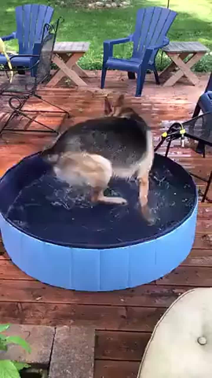 Personalizar piscina de estimação animal de estimação fornece limpeza de animais de estimação