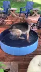 Hundpool för stora hundar fällbar kiddie pool