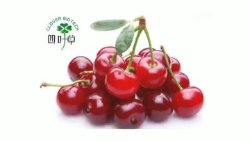 Acerola Cherry extract