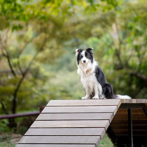 Wie trainiere ich Ihren Hund, um keine Möbel zu kauen?