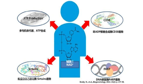 Wholesale Bulk Nicotinamide Riboside Supplement Nicotinamide Riboside Chloride