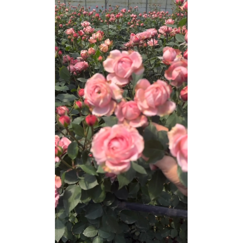 জুলিয়েট স্প্রে গোলাপ গ্রিনহাউস