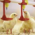 Automatic Chicken Water Nipple Drinker System1