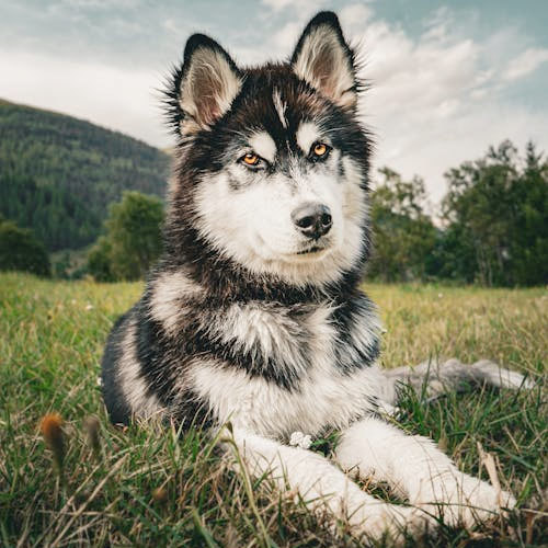 La mejor guía de regalos de Navidad para su amado perro