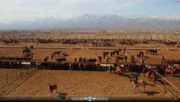 The Horse Farm