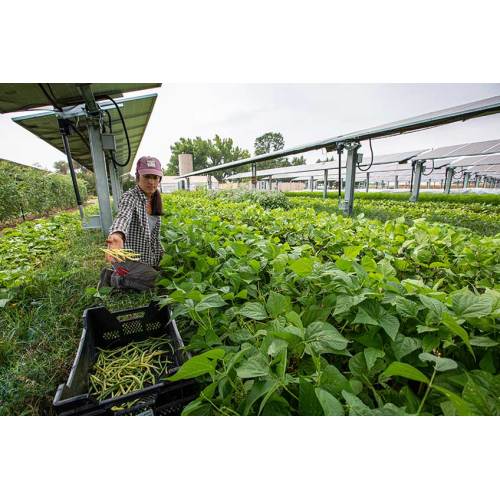 Como a IA poderia revolucionar a implantação agrocolta