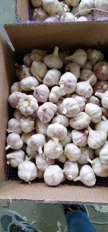 white garlic