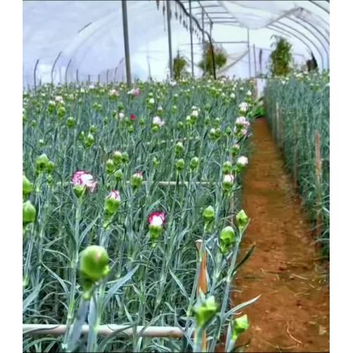 একমুখী কার্নেশন বেগুনি এলফ