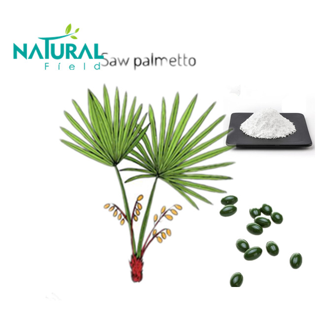 Hot selling maintain health blood vessels saw palmetto with top quality