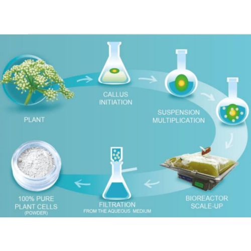 Introdução ao processo de alguns extratos de plantas