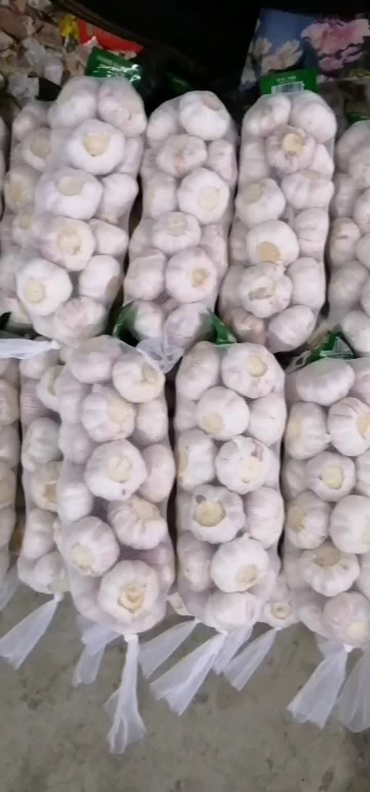 frischer normaler Knoblauch 1kg.mp4