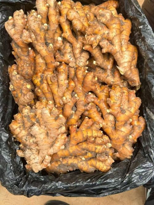 Jengibre fresco lavado y secado al aire muy picante de YNGinger: calidad superior y servicio de suministro global