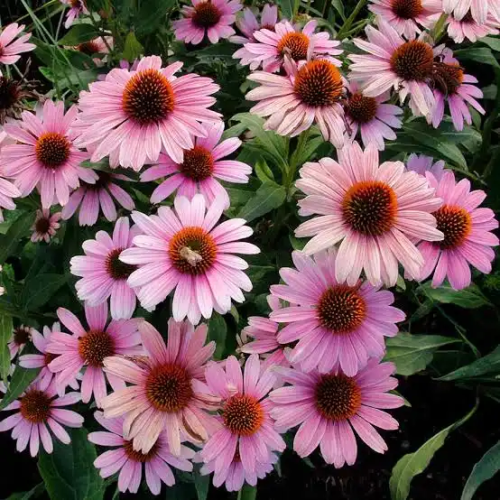 Echinacea, Purple coneflower, Coneflower, American coneflower