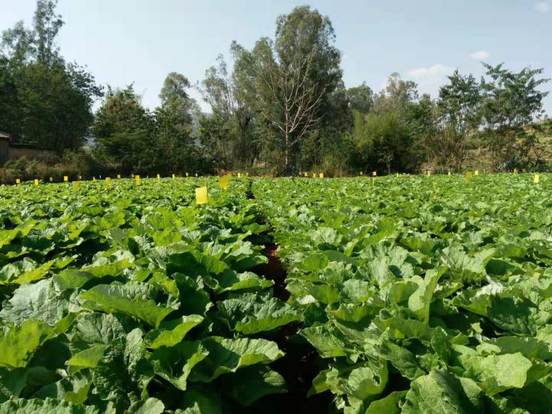 Raw Material Plantation