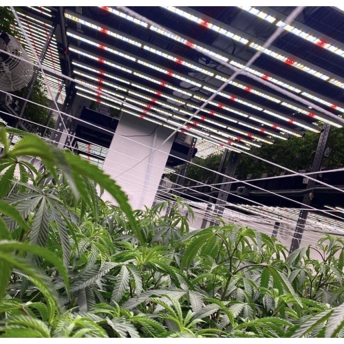 ¿Qué es una luz de cultivo LED?