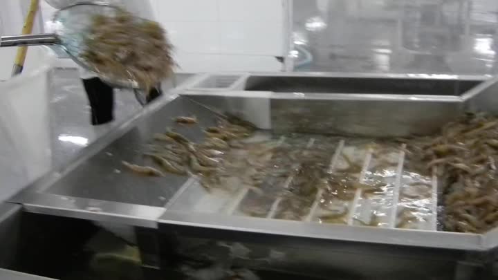 shrimp washing evevating feeding before freezing (double spiral freezer by Yongxing)