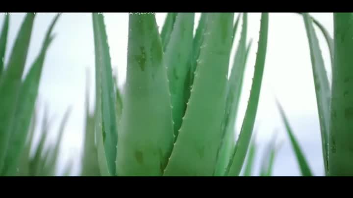 Aloe vera folhas inteiras congeladas em pó seco 100x