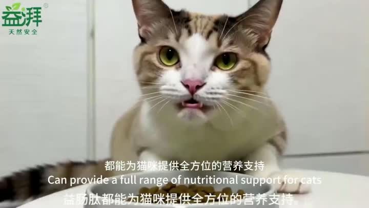 Gato de apoyo gastrointestinal para mascotas