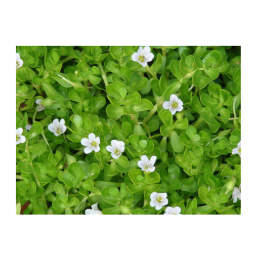 Don't be deceived by its name, fake purslane is not fake at all