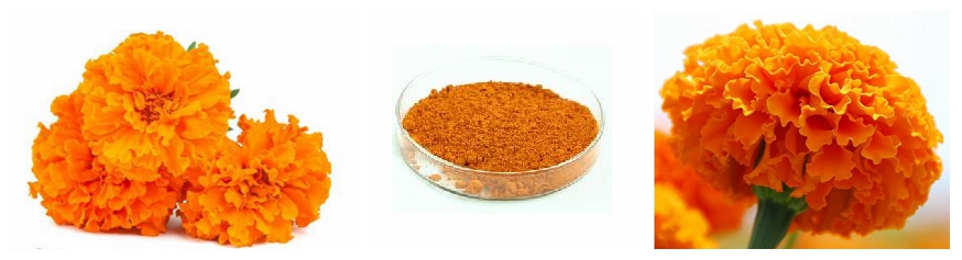 China Supply Free Sample Plant Powder Marigold Flower Extract Zeaxanthin